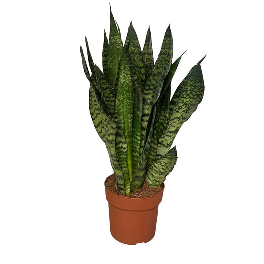 Bogenhanf Zeylanica – Pflegeleichte Zimmerpflanze 55 cm