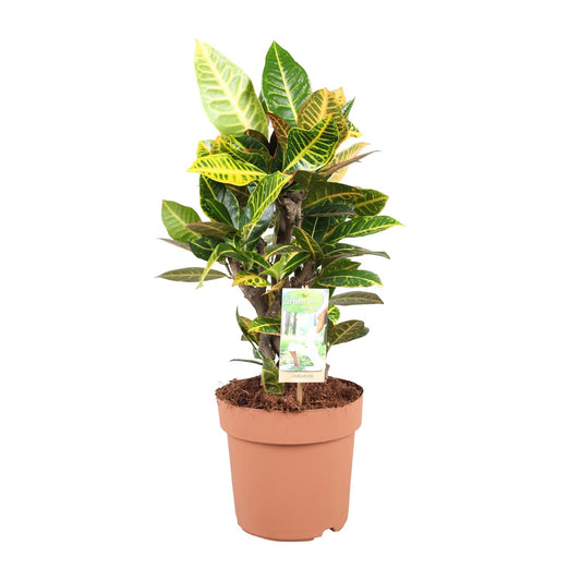 Codiaeum Petra – Farbintensiver Croton Ø21cm, 60cm hoch