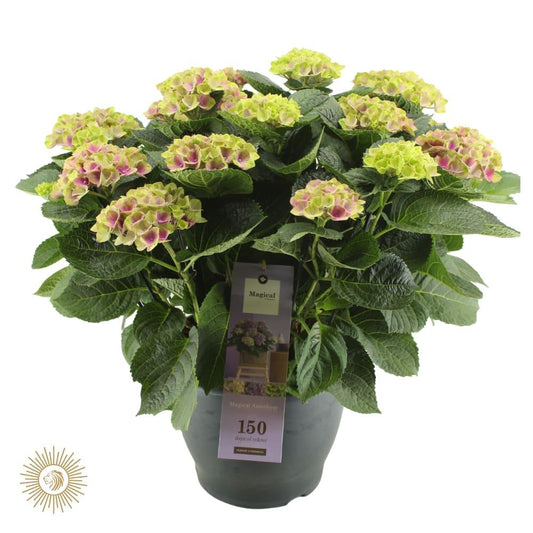 Magical Amethyst – Trendige Amaryllis Ø32cm, 65cm Höhe