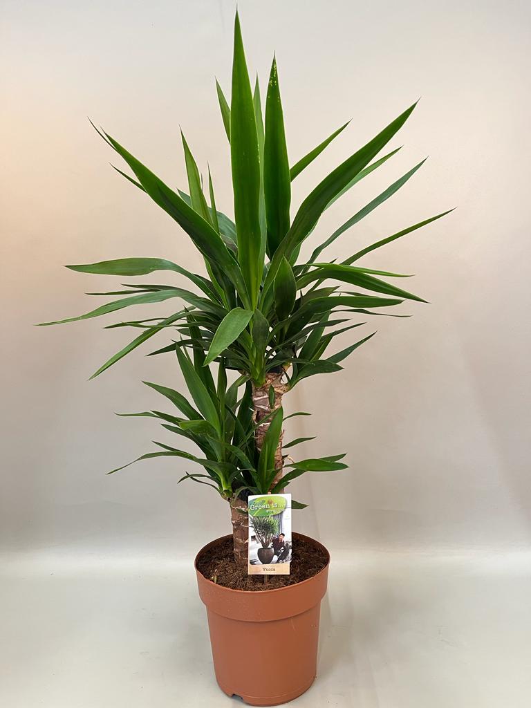 Yucca-Palme 70-80 cm – Pflegeleicht & Luftreinigend