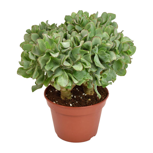 Crassula Arborescens Undulatifolia – Silberdollar-Pflanze Ø15cm