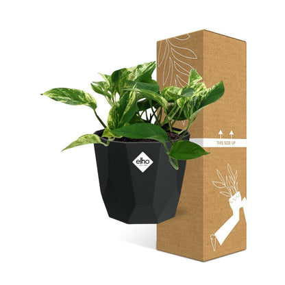 Scindapsus Marble Queen – Pflegeleichte Zimmerpflanze 14cm