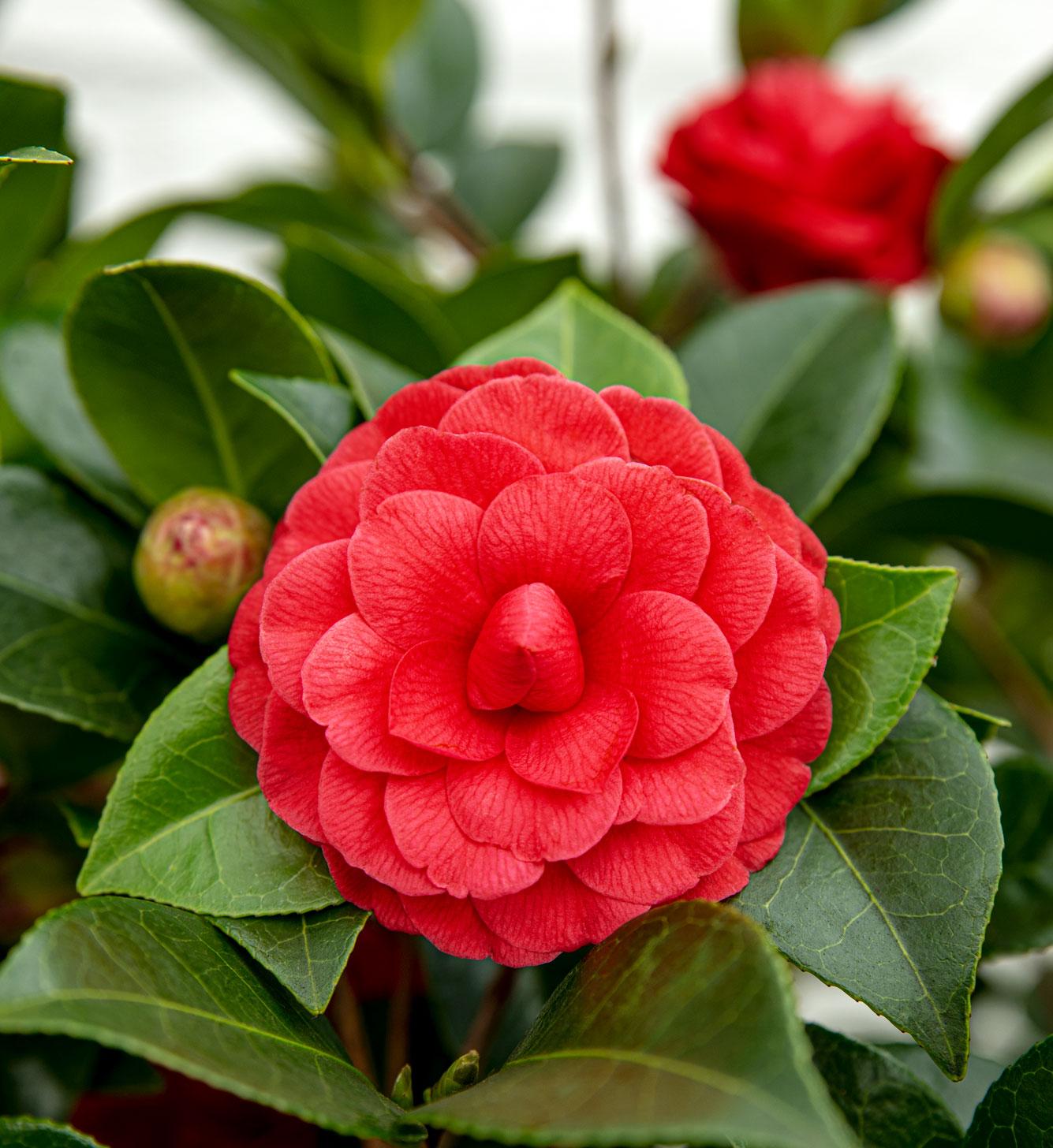 Camellia japonica 'Black Lace' – Immergrüner Strauch Ø19cm