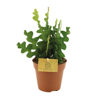 Epiphyllum Anguliger – Fischgrät-Kaktus Ø12cm, 30cm hoch