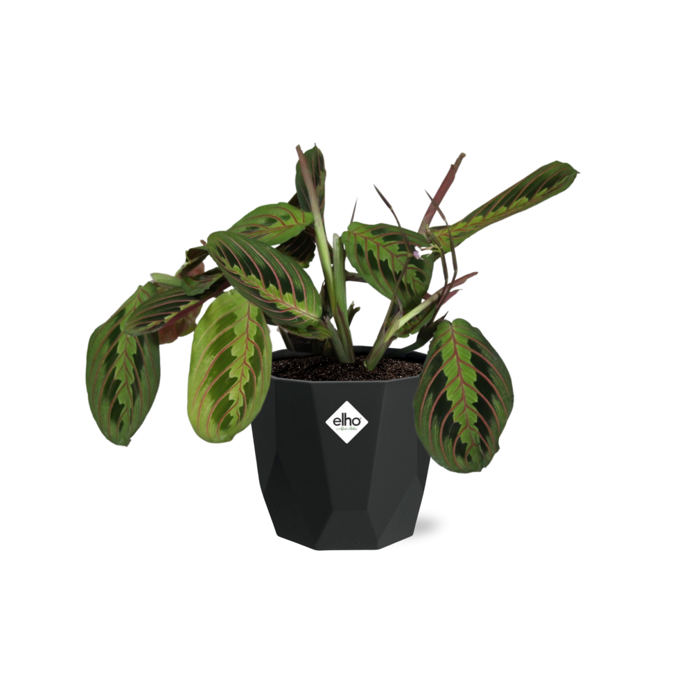 Maranta Leuconeura ‘Fascinator’ – Pflegeleichte Gebetspflanze 14cm