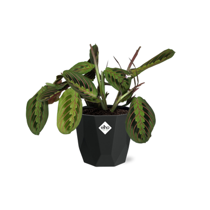 Maranta Leuconeura ‘Fascinator’ – Pflegeleichte Gebetspflanze 14cm