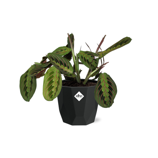 Maranta Leuconeura ‘Fascinator’ – Pflegeleichte Gebetspflanze 14cm