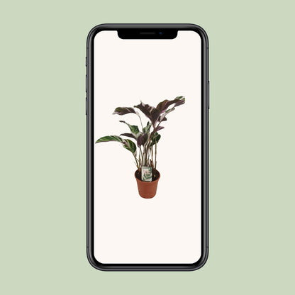 Calathea Fusion White Basic – pflegeleichte Zimmerpflanze Ø14cm