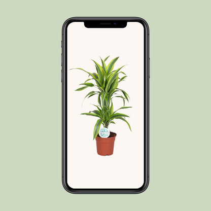 Dracaena Lemon Lime – Pflegeleichter Drachenbaum Ø17cm, 65cm hoch