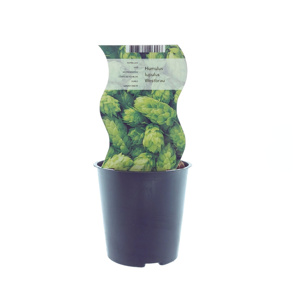 Humulus Westbrau (Hopfen) – Ø12cm Topf, ca. 30cm Höhe