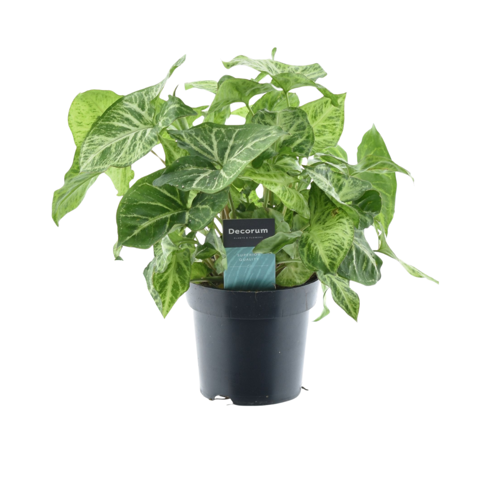 Syngonium Arrow Feel Green – Pflegeleichte Zimmerpflanze Ø14cm