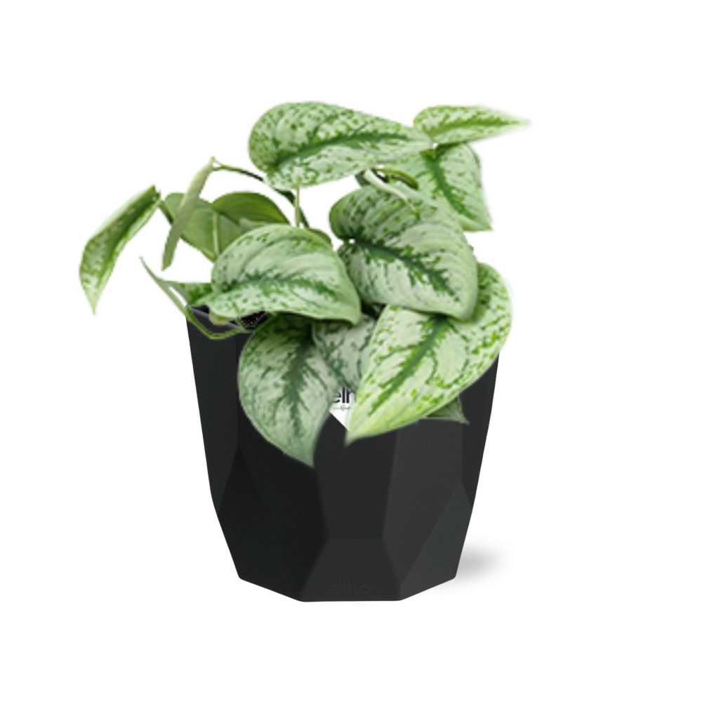 Scindapsus Pictus ‘Trebie’ – pflegeleichte Zimmerpflanze 14cm