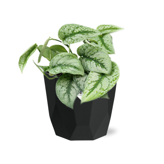Scindapsus Pictus ‘Trebie’ – pflegeleichte Zimmerpflanze 14cm