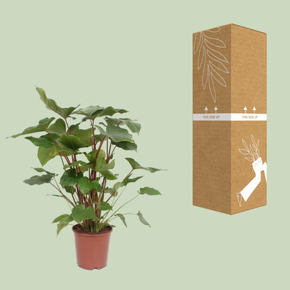 Homalomena Rubescens Maggy – Pflegeleichte Zimmerpflanze Ø24cm