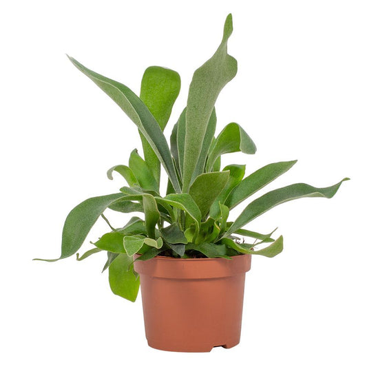 Platycerium Hirschhornfarn 12 cm – Pflegeleichter Geweihfarn