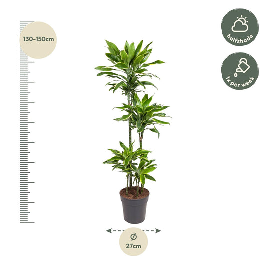 Dracaena Golden Coast – 140 cm pflegeleichte Zimmerpflanze