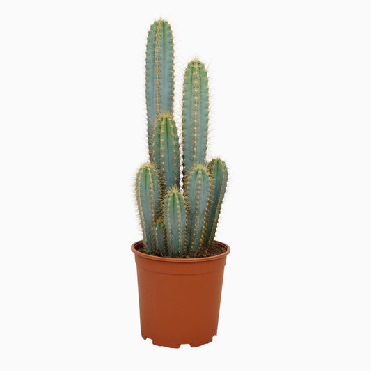 Pilosocereus azureus – Blauer Säulenkaktus 21 cm