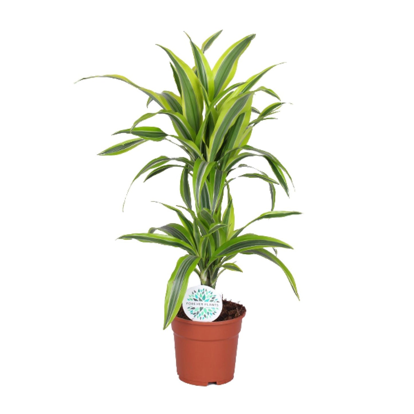 Dracaena Lemon Lime – Pflegeleichter Drachenbaum Ø17cm