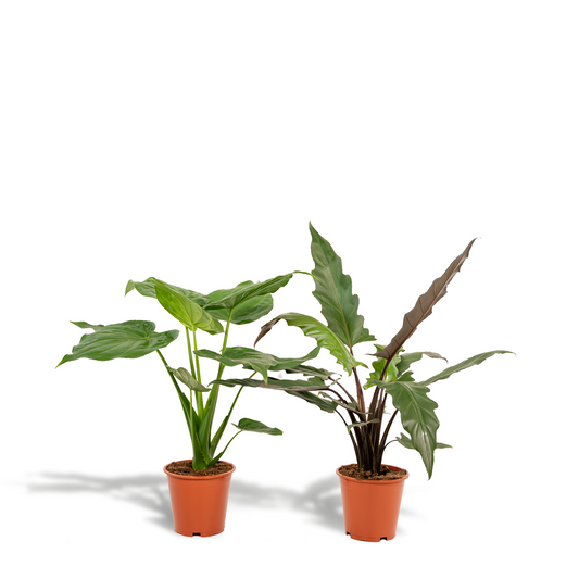 Alokasie Duo: Exotische Zimmerpflanzen 60-75 cm