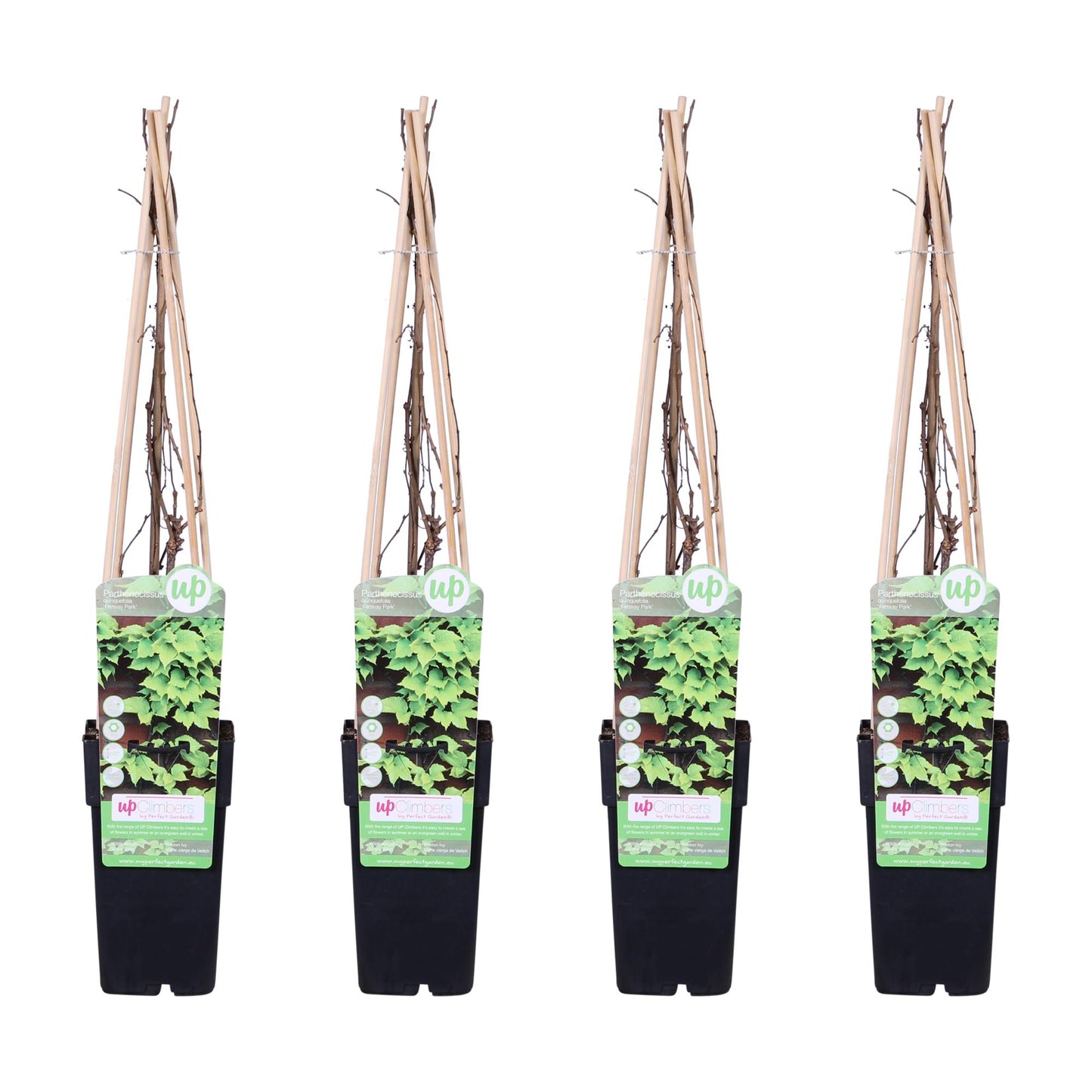 Wilder Wein 'Veitch Boskoop' – Robuste Kletterpflanze 65 cm