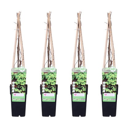 Wilder Wein 'Veitch Boskoop' – Robuste Kletterpflanze 65 cm