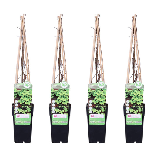 Wilder Wein 'Veitch Boskoop' – Robuste Kletterpflanze 65 cm