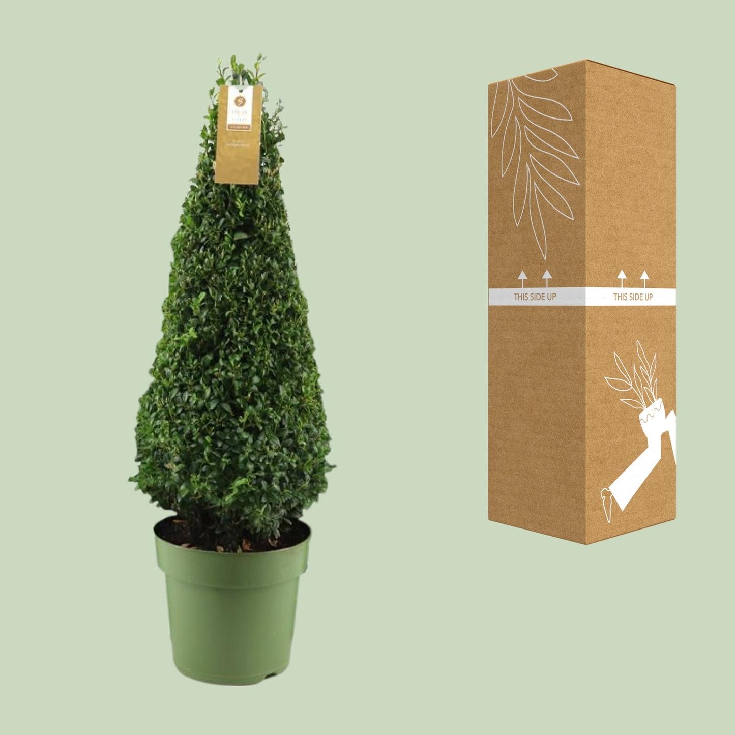 Buchsbaum Pyramide 75 cm – Pflegeleichte Immergrüne Pflanze