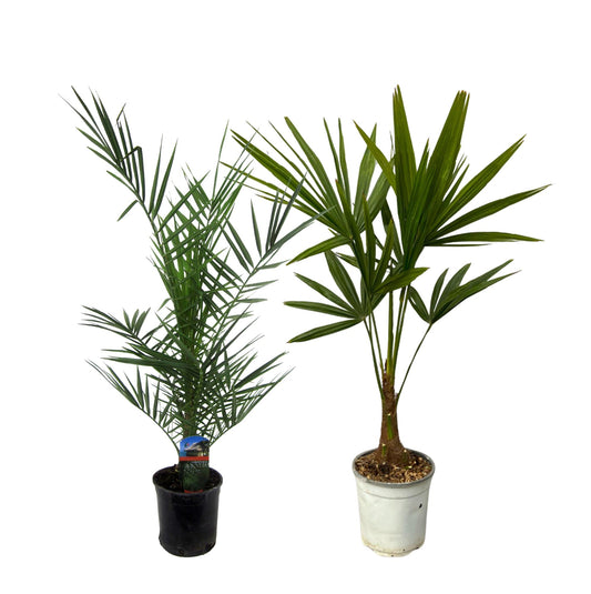 Palmen-Set: Phoenix Canariensis & Trachycarpus Fortuneii
