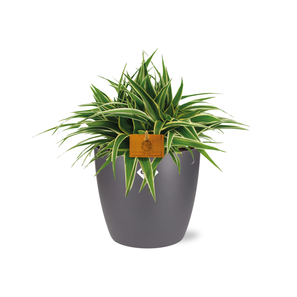 Chlorophytum Ocean 15cm im ELHO Brussels Topf anthrazit