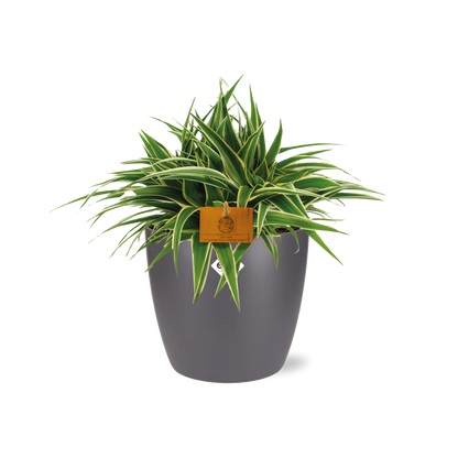 Chlorophytum Ocean 15cm im ELHO Brussels Topf anthrazit