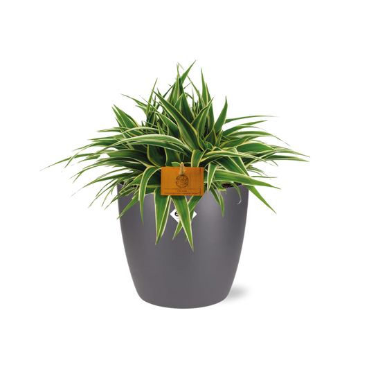 Chlorophytum Ocean 15cm im ELHO Brussels Topf anthrazit