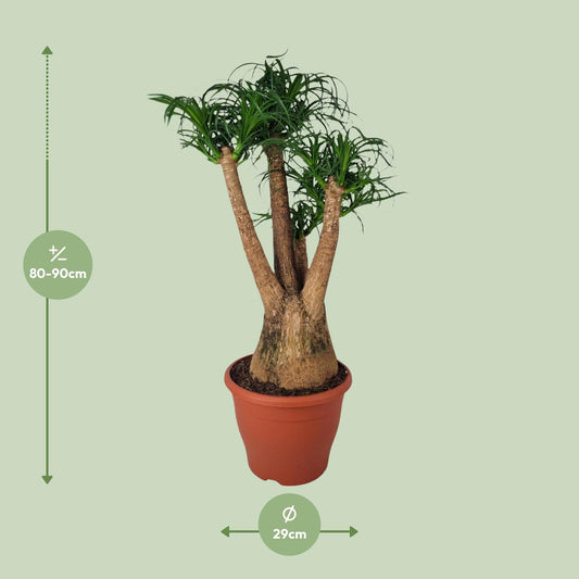 Beaucarnea Nolina – Elefantenfuß Ø29cm, 90cm Höhe