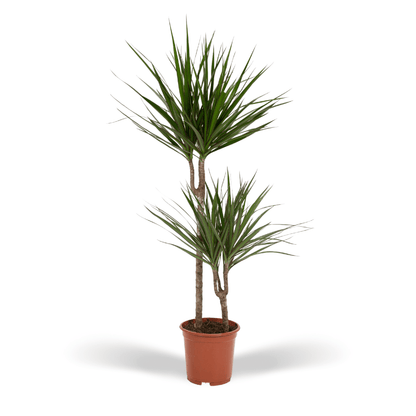 Dracaena Marginata – Pflegeleichte Zimmerpflanze Ø19cm