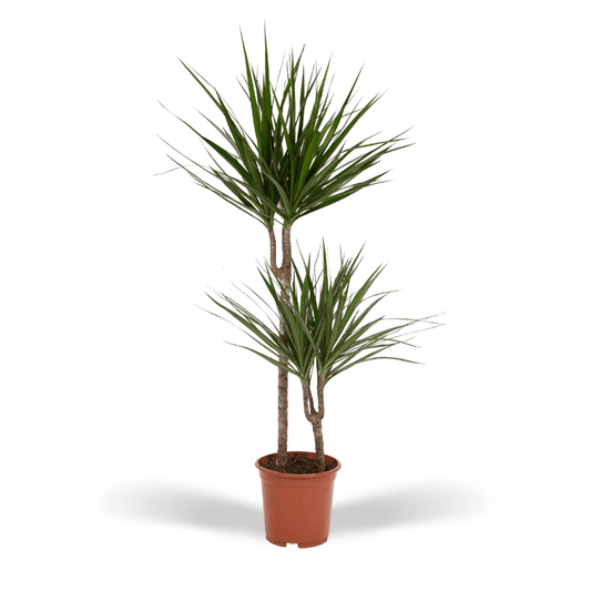 Dracaena Marginata – Pflegeleichte Zimmerpflanze Ø19cm