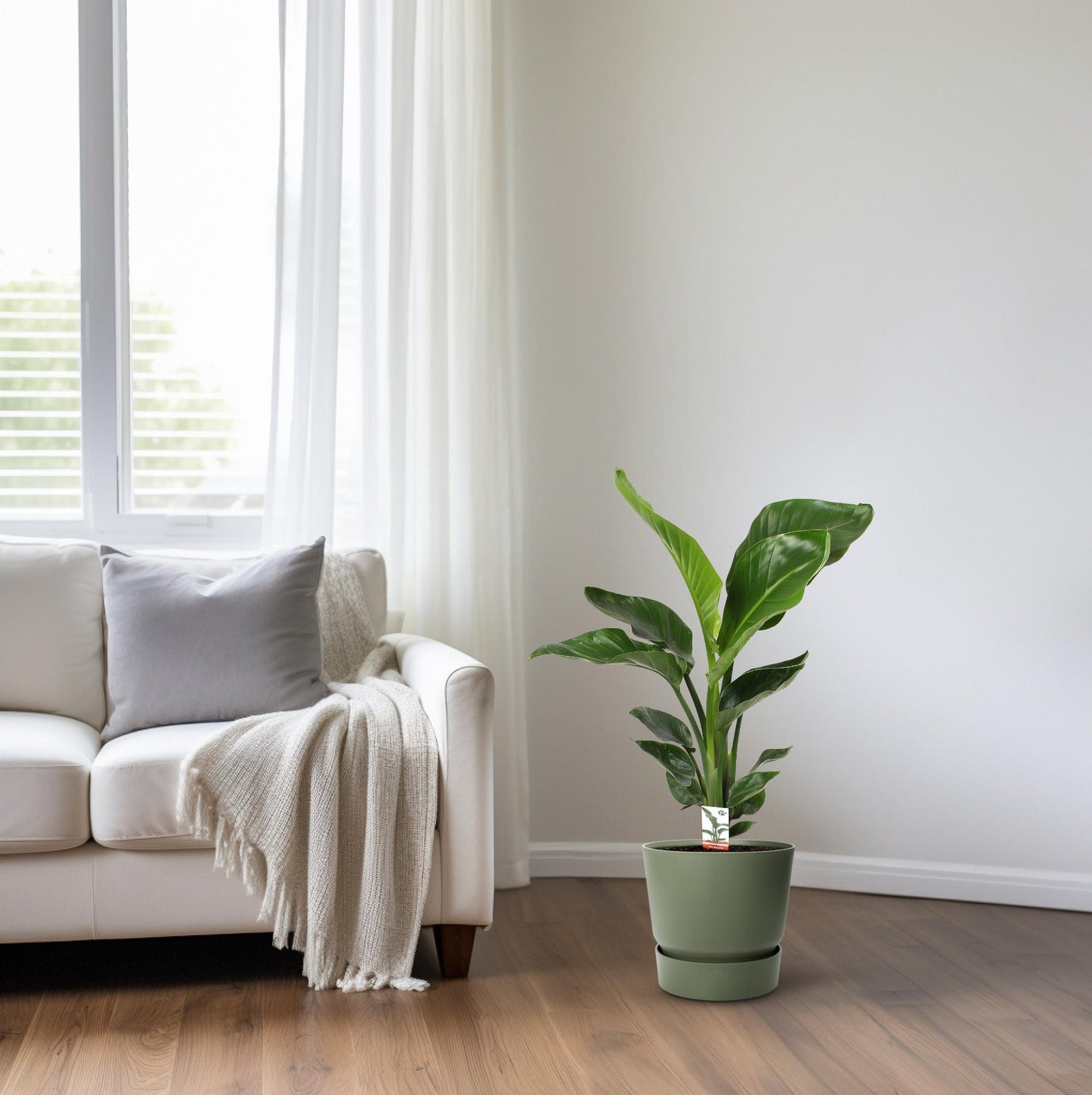 Strelitzia Nicolai – Paradiesvogelblume Ø17cm, ca. 70cm hoch