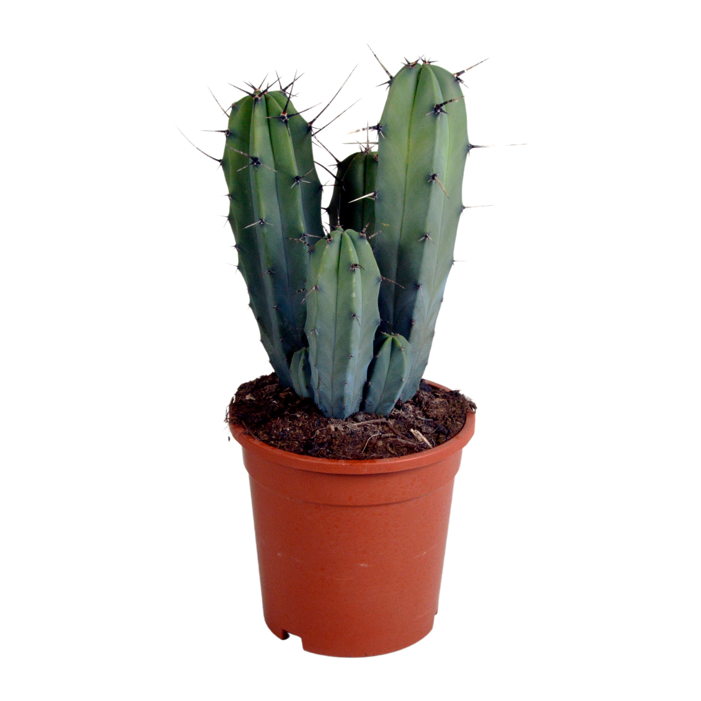 Myrtillocactus geometrizans 17 cm – pflegeleichter Säulenkaktus