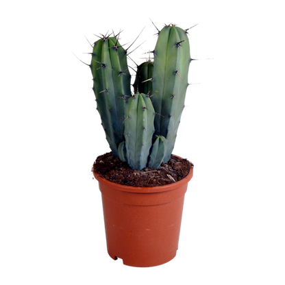 Myrtillocactus geometrizans 17 cm – pflegeleichter Säulenkaktus