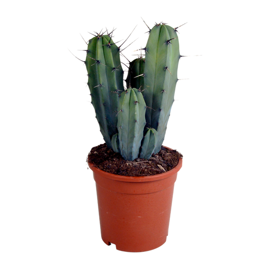 Myrtillocactus geometrizans 17 cm – pflegeleichter Säulenkaktus