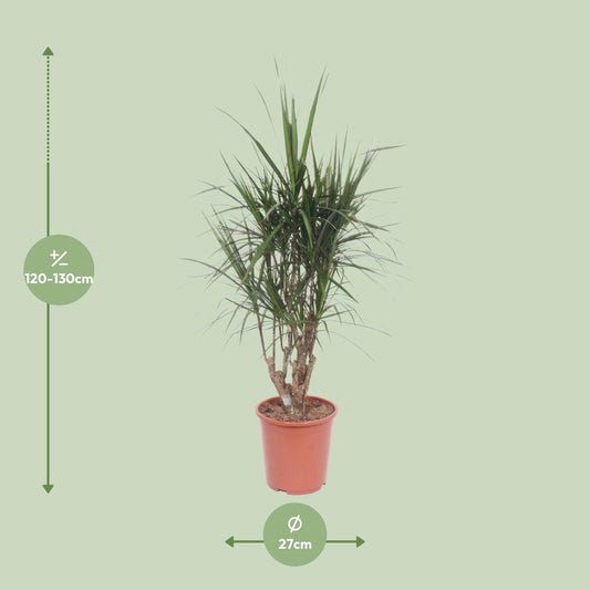 Dracaena Marginata – pflegeleichter Drachenbaum Ø27cm, 130cm hoch