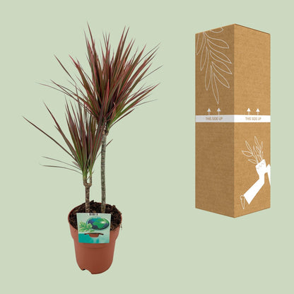 Dracaena marginata Bicolor – pflegeleichter Drachenbaum Ø19cm