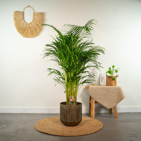 Areca-Palme Ø21cm – Luftreinigende tropische Zimmerpflanze bis 130cm