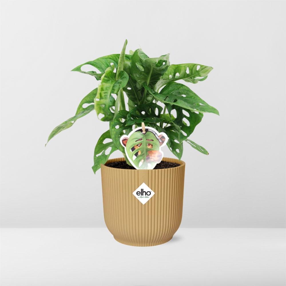Monstera ‘Monkey Leaf’ in ELHO Vibes Fold 14cm Gelb