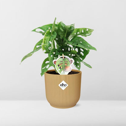 Monstera ‘Monkey Leaf’ in ELHO Vibes Fold 14cm Gelb