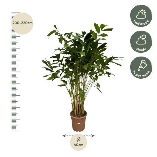 Caryota Mitis – Exotische Fischschwanzpalme 250 cm