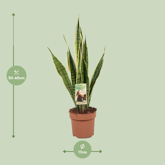 Sansevieria Trifasciata Laurentii – Pflegeleichte Schlangenpflanze Ø17cm