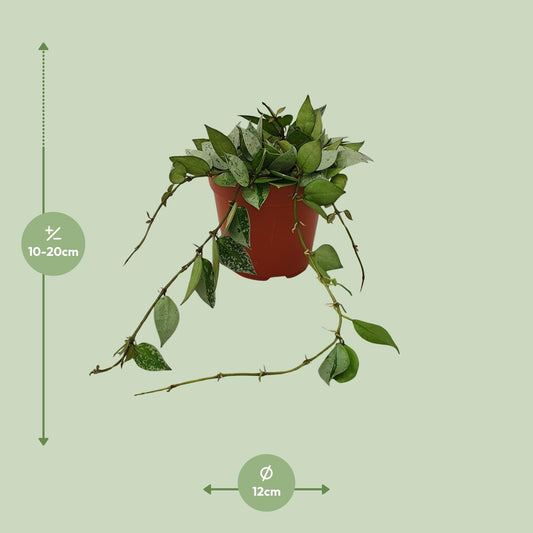Hoya Krohniana Eskimo – Pflegeleichte Wachsblume im 12cm Topf