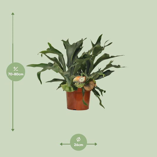Geweihfarn (Platycerium) – Tropische, pflegeleichte Zimmerpflanze, 80 cm
