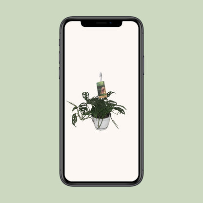 Monstera Obliqua – Tropische pflegeleichte Zimmerpflanze Ø17cm