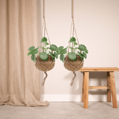 2x Kokodama Pilea Peperomiodes – Pfannkuchenpflanze 20cm