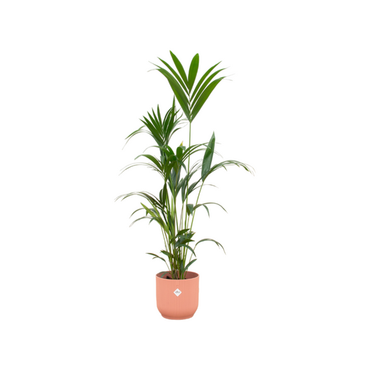 Kentia-Palme im rosa elho Vibes Fold Round Topf – 160 cm